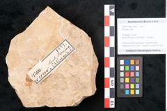Foto (Objekt + Etikett) von Plantae indet.  (NHMW-GEO-2024-0188-11500)
